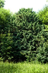 Oberdreis Yew tree