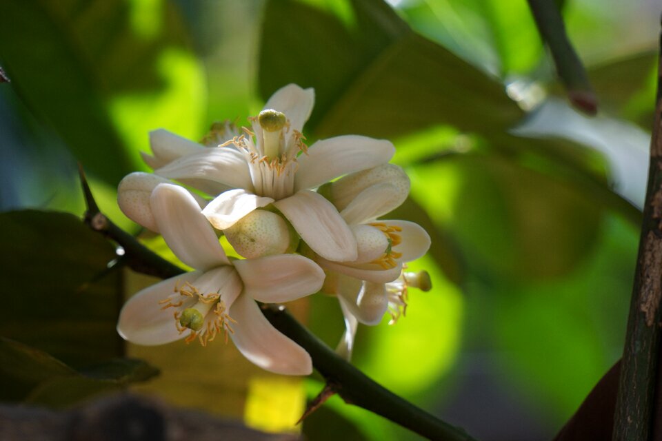 Lemon nature flowers