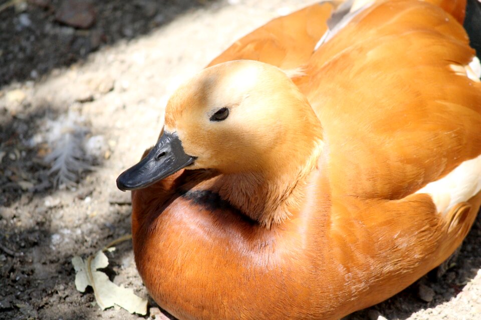 Waterfowl water animal nature