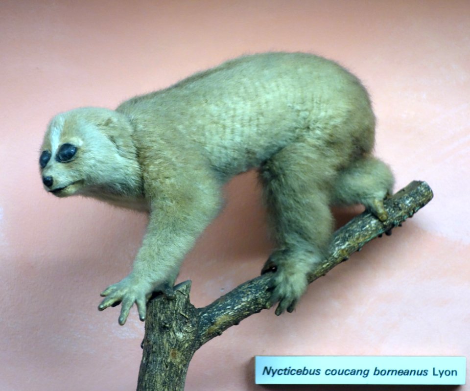 Nycticebus borneanus (Nycticebus coucang borneanus) - Museo Civico di Storia Naturale Giacomo Doria - Genoa, Italy - DSC02519