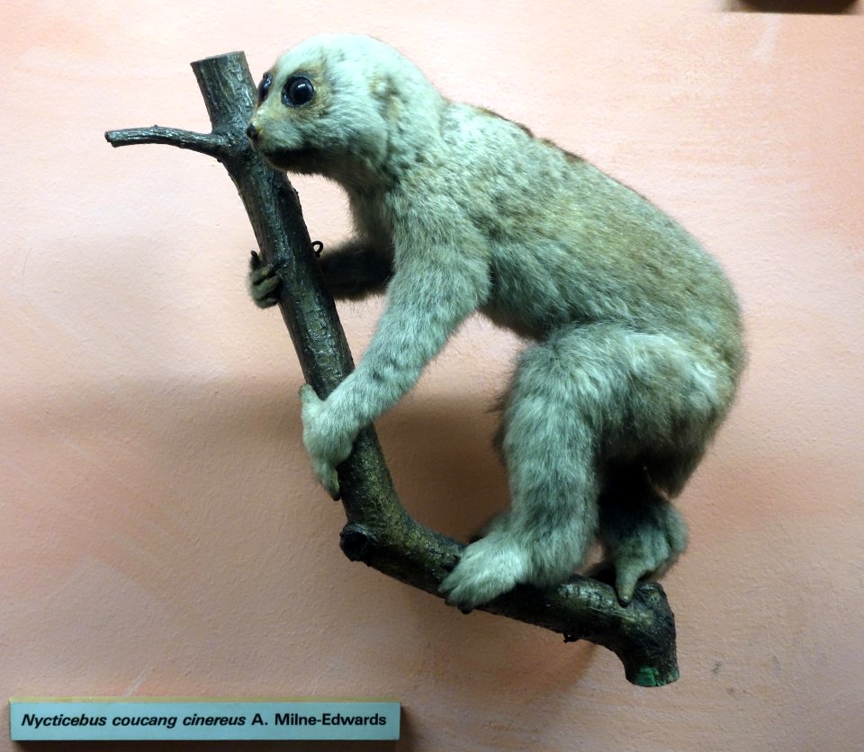 Nycticebus cinereus (Nycticebus coucang cinereus) - Museo Civico di Storia Naturale Giacomo Doria - Genoa, Italy - DSC02517
