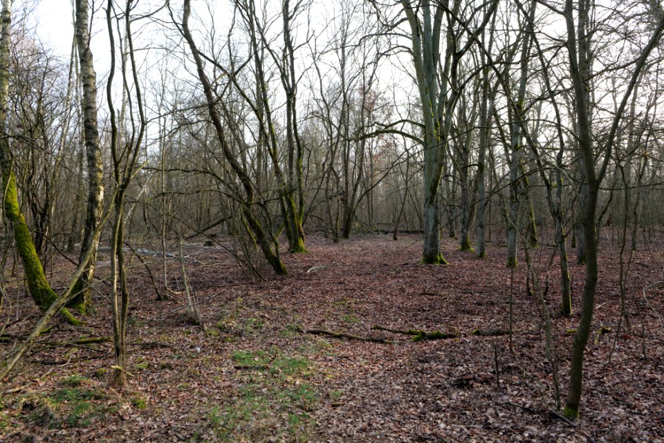 Nuthe-Nieplitz-Niederung 2021-02-24 20