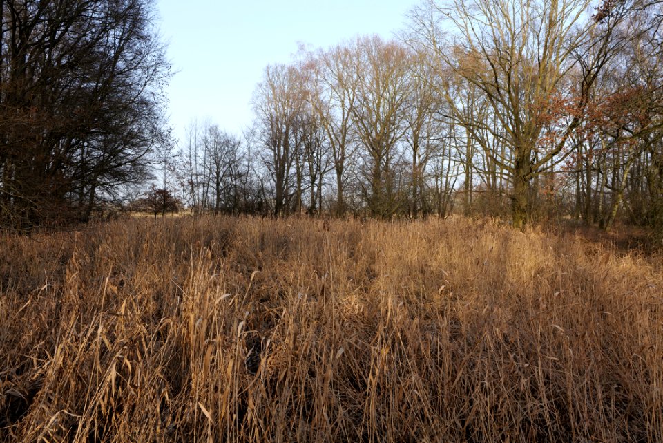 Nuthe-Nieplitz-Niederung 2021-02-24 31