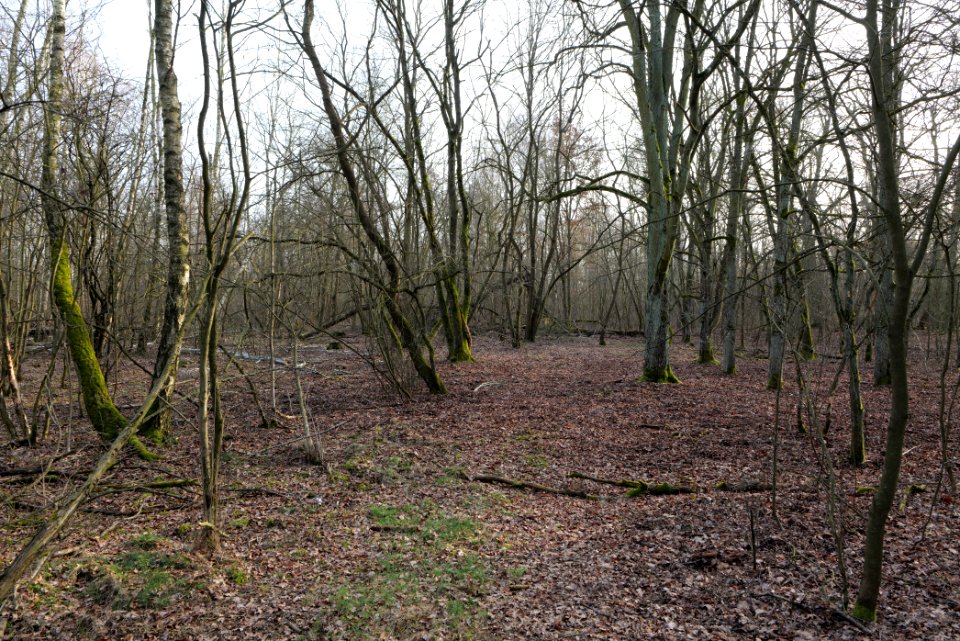 Nuthe-Nieplitz-Niederung 2021-02-24 19