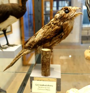Nyctibius griseus - Swedish Museum of Natural History - Stockholm, Sweden - DSC00620