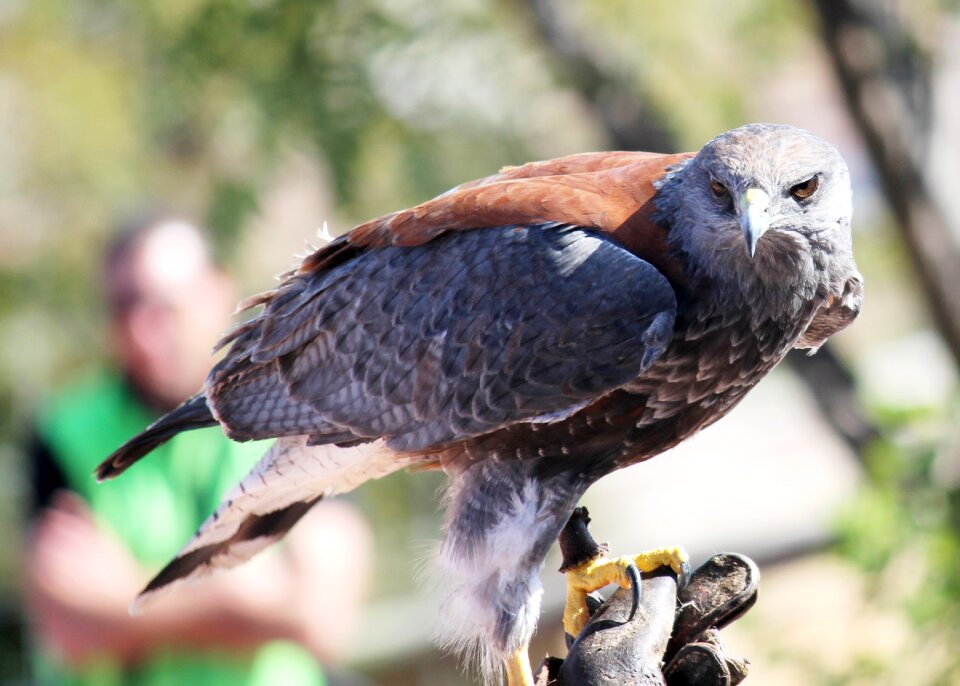 Bird of prey aguila birds of prey