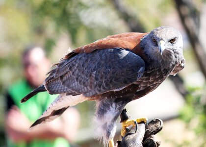 Bird of prey aguila birds of prey