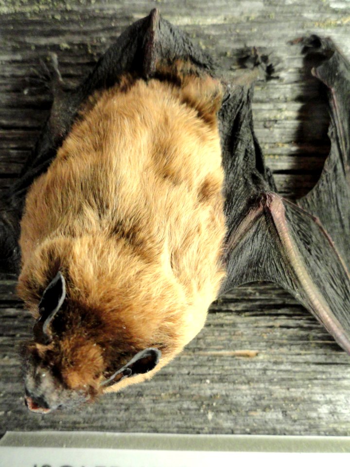 Nyctalus noctula - Finnish Museum of Natural History - DSC04577