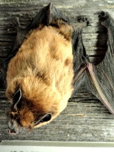 Nyctalus noctula - Finnish Museum of Natural History - DSC04577