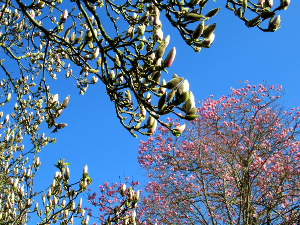 Nymans, March 2020 1