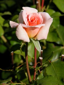 Nature pink flowers garden