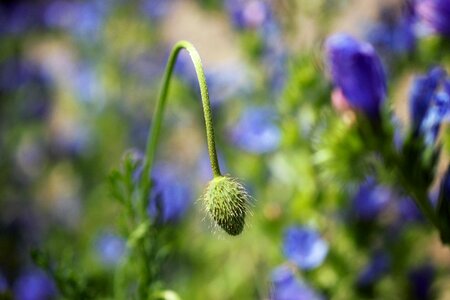 Field flower summer bud