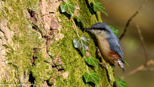 Nuthatch Searches The Bark (255953045)