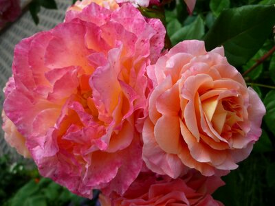 Garden summer fragrant