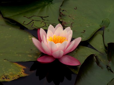 Nymphaea odorata, 2015-06-02, Homewood Cemetery, 01