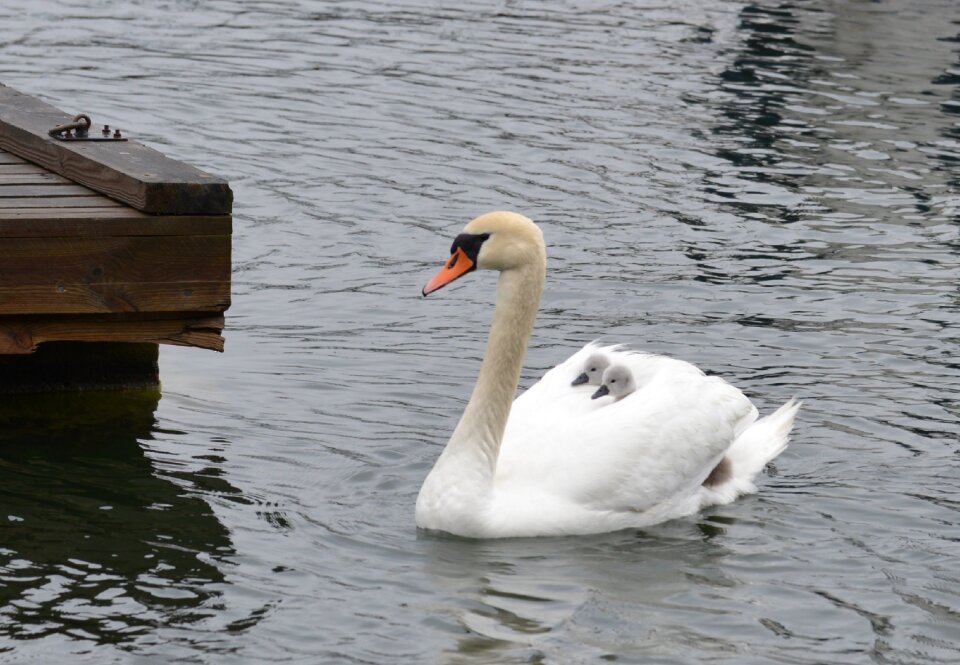 Mother swim duckling