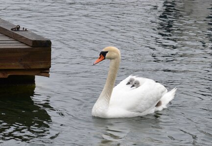 Mother swim duckling