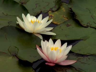 Nymphaea odorata, 2015-06-02, Homewood Cemetery, 02