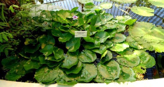 Nymphaea colorata - Victoriahuset, Bergianska trädgården - Stockholm, Sweden - DSC00247