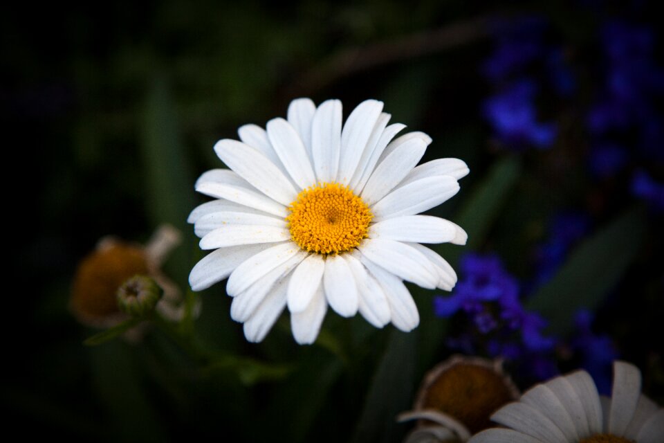 Flower nature white