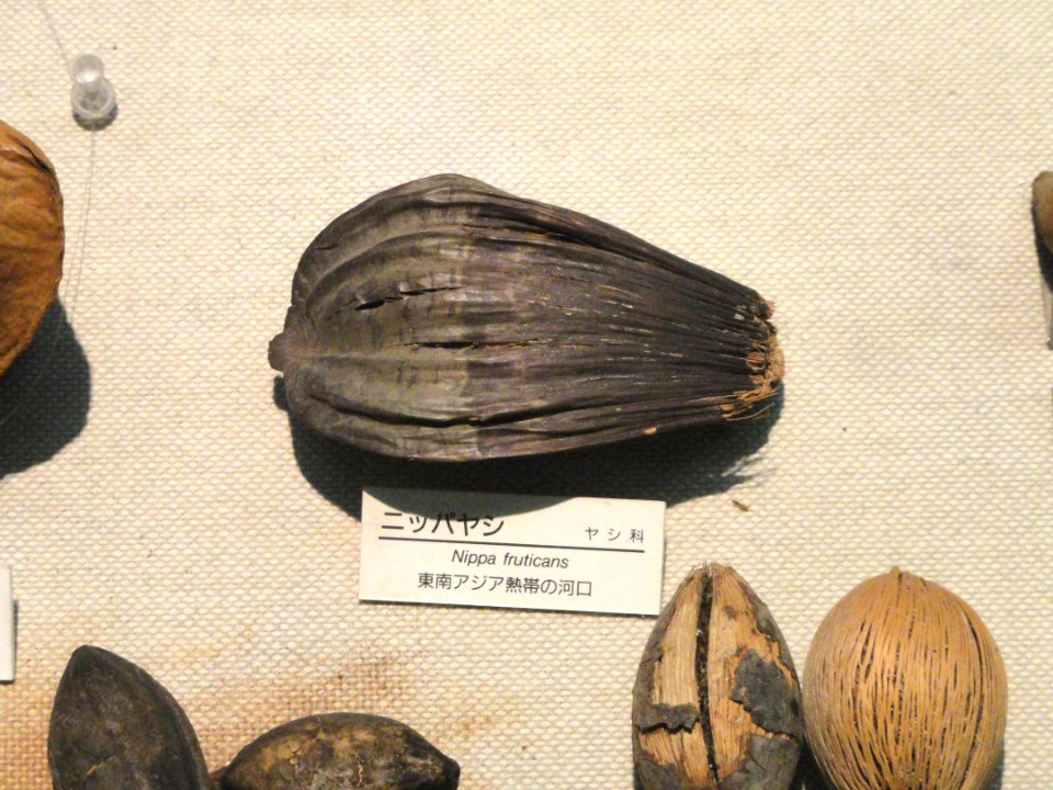 Nypa fruticans - Osaka Museum of Natural History - DSC07827