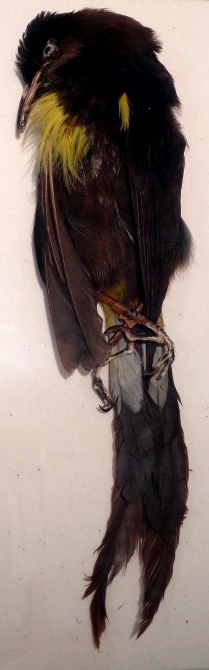 O o bird (Moho nobilis), Bailey House Museum