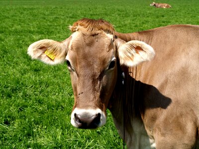 Cow pasture close up