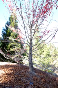 Nyssa sinensis - Quarryhill Botanical Garden - DSC03805