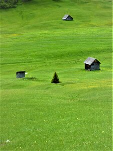 Alpine meadow south tyrol photo
