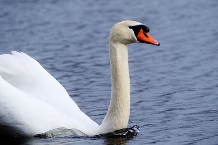 Pride bird waterfowl photo