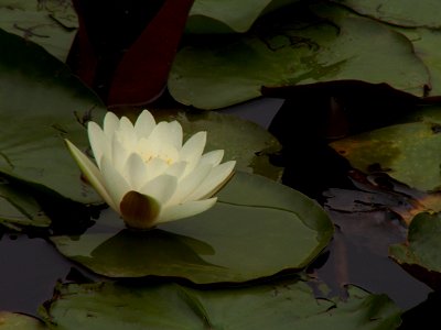 Nymphaea odorata, 2015-06-02, Homewood Cemetery, 03