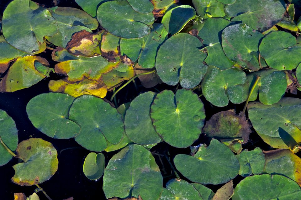 Nymphoides peltata JdP