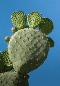 Cactus quills thorns photo