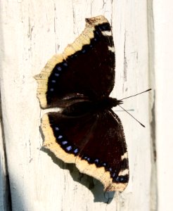 Nymphalis Antiopa Haukipudas 20110828