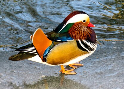 Colorful feather water bird