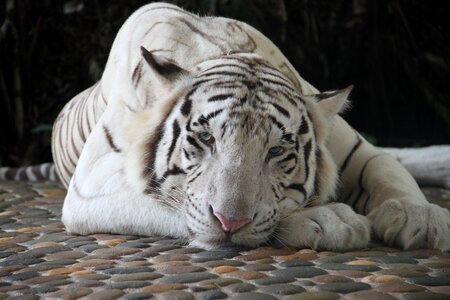 Animals animal animal portrait