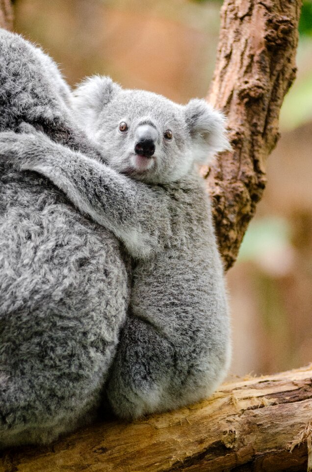 Cute furry koala