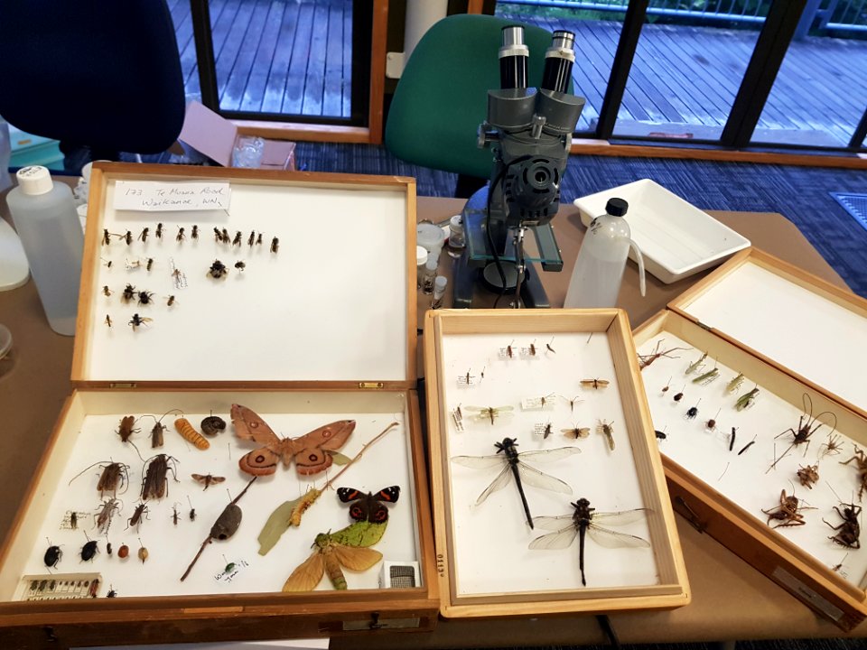 NZ Insects on display