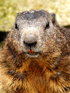 Beaver rodent close up