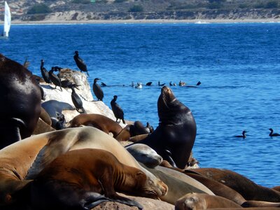 Seals sea birds water photo