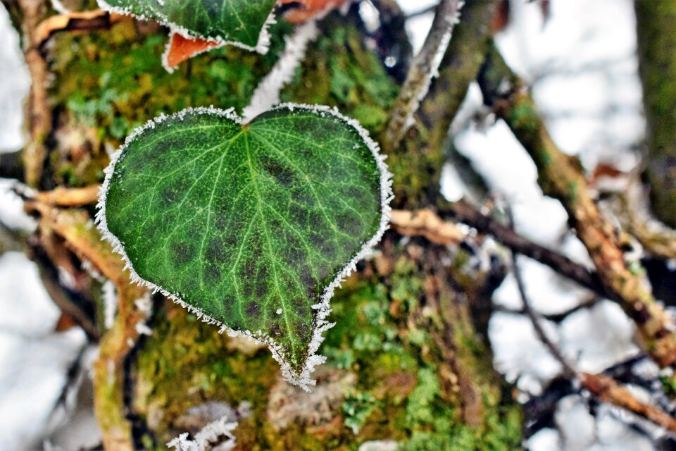 Loyalty hoarfrost cold