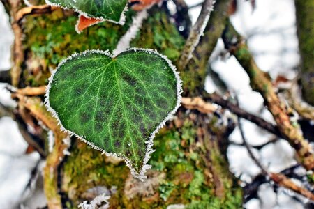 Loyalty hoarfrost cold
