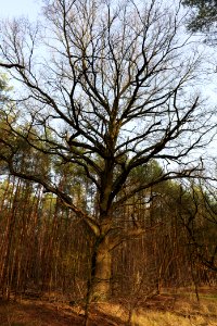 Nuthe-Nieplitz-Niederung 2021-02-24 11