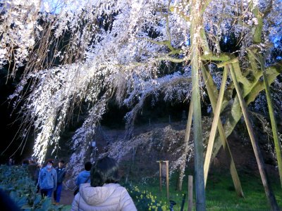Okuyamada-Shidarezakura-1