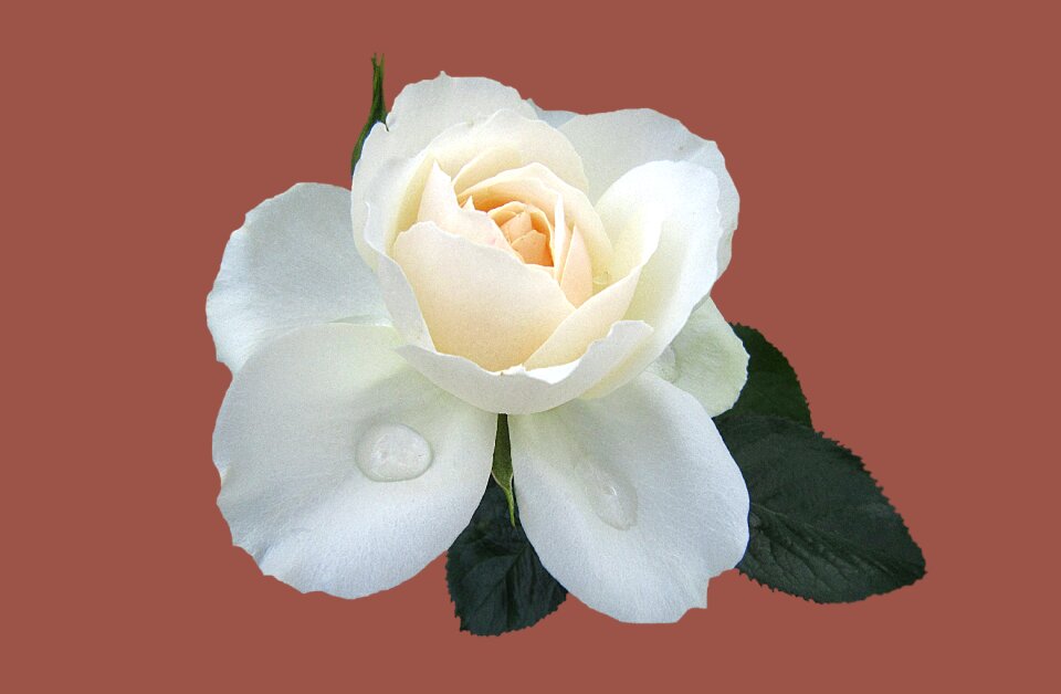 Close up rose bloom bad kissingen