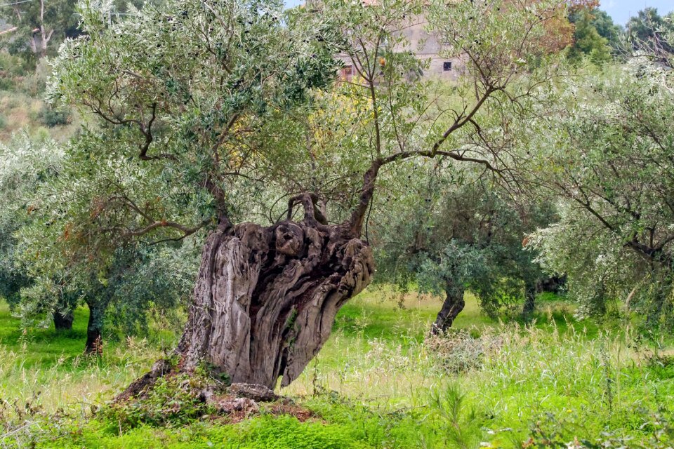Agriculture olive plants leaves