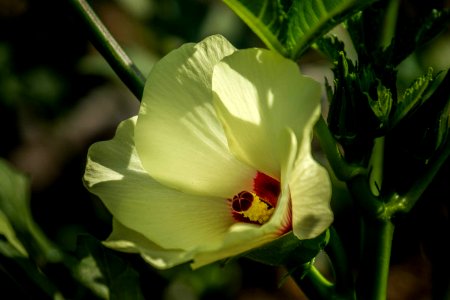 Okra Flower (167554091) photo