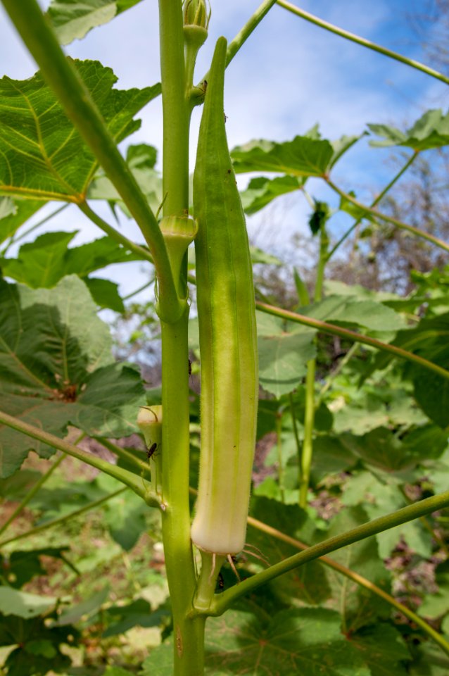 Okra in Margarita Island