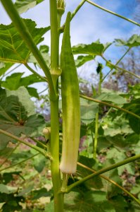 Okra in Margarita Island