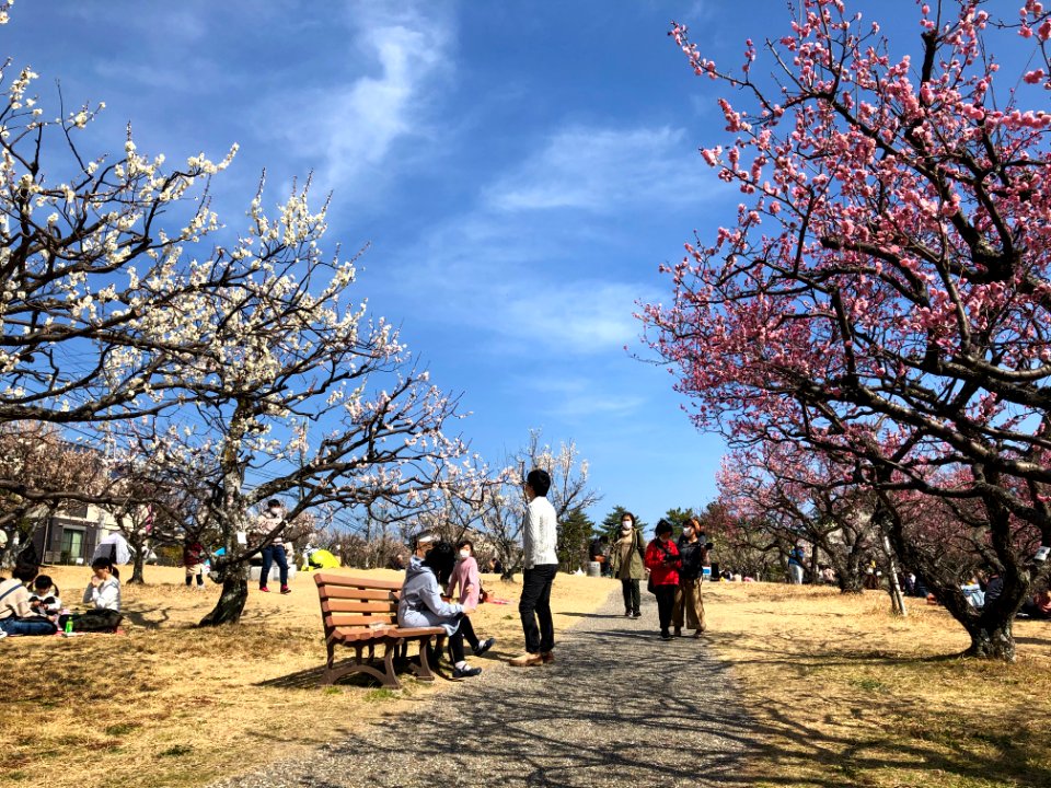 Okazaki-Minami-Park-8